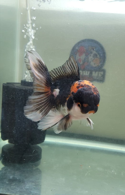 Panda Oranda 4.5"