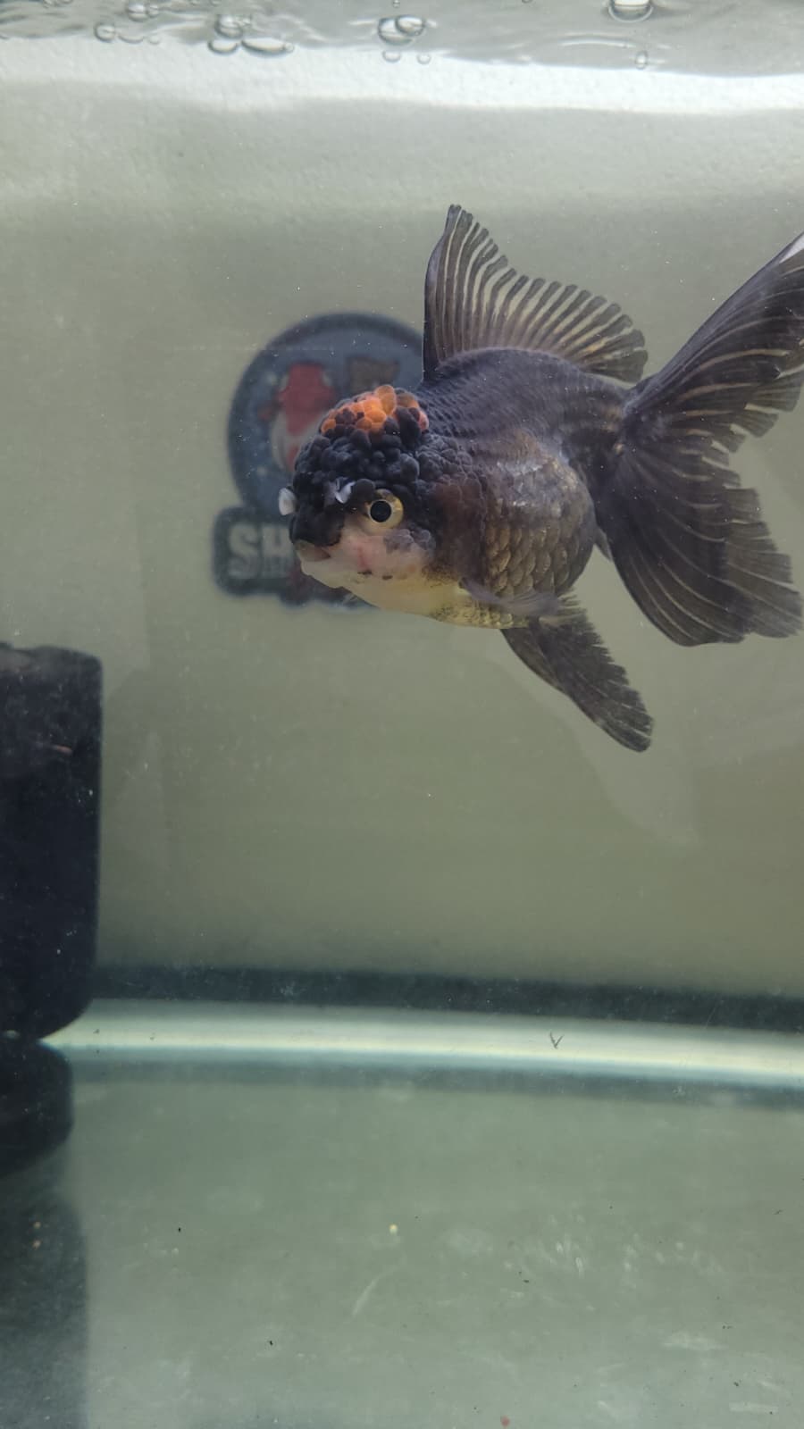 Black Oranda 4