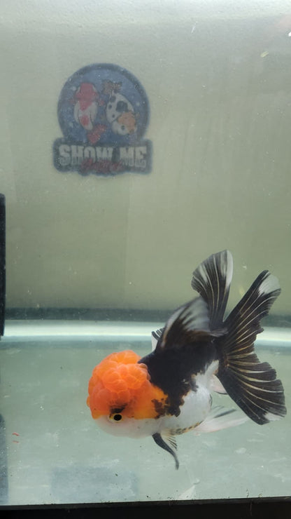 4.5"