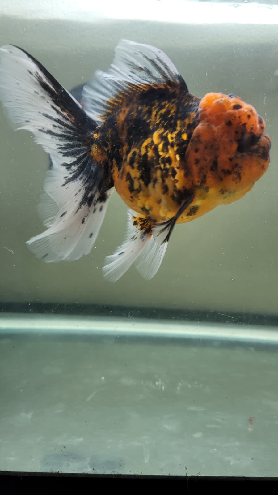 Calico kirin 4.5