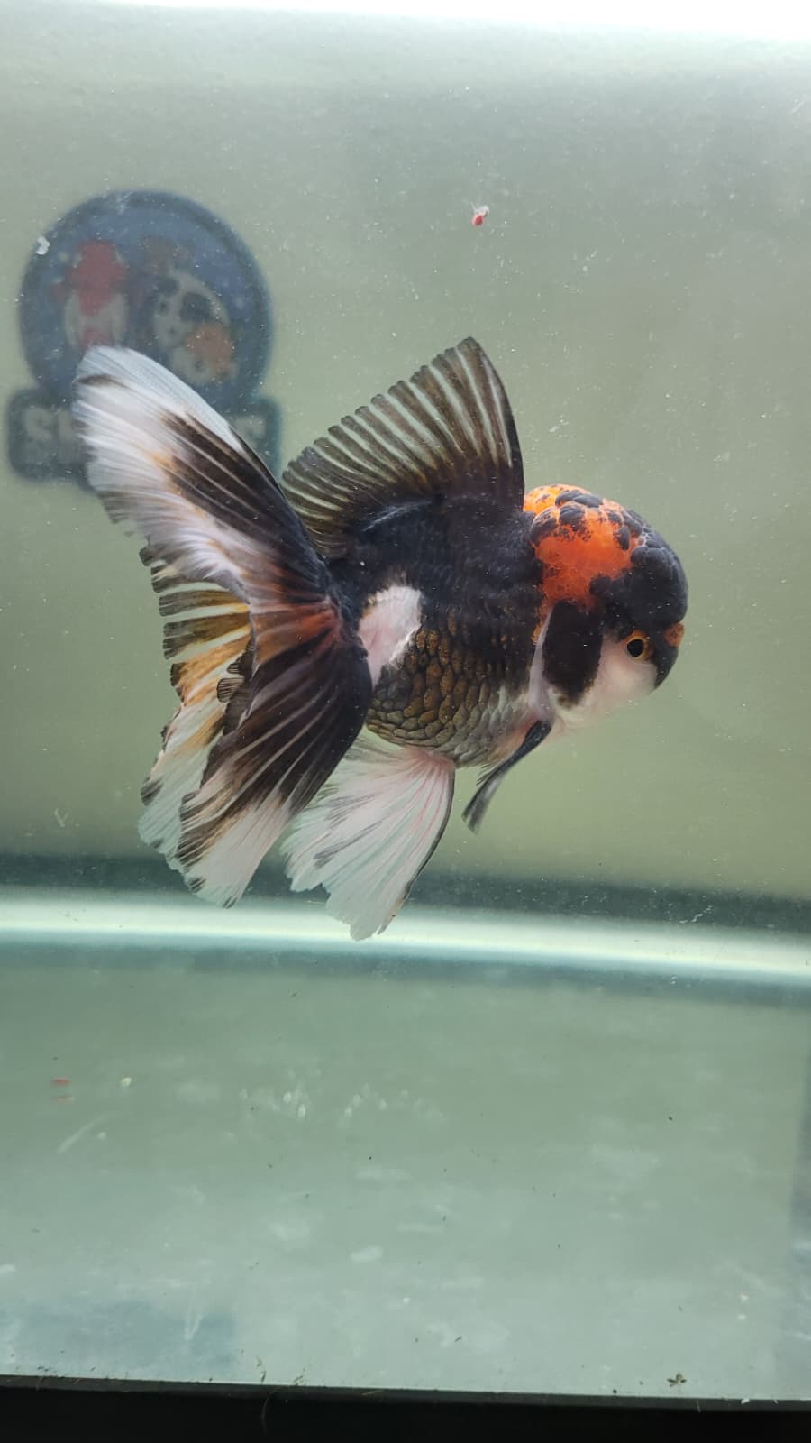 4.5"