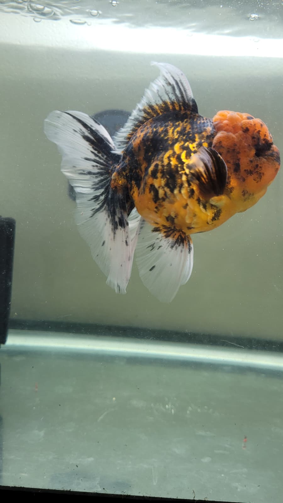 Calico kirin 4.5