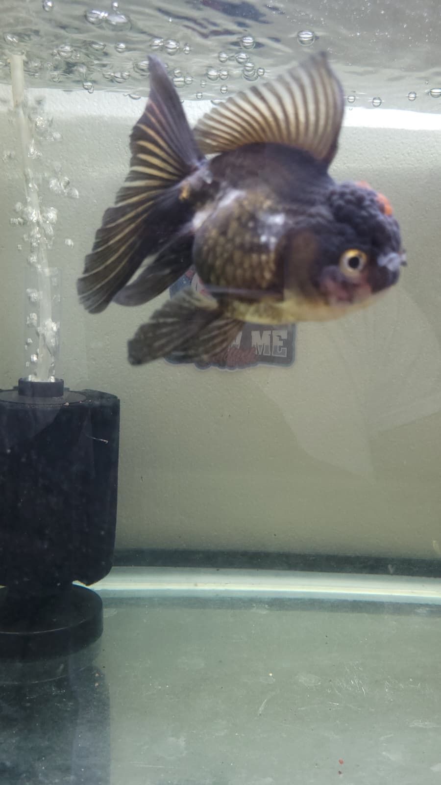Black Oranda 4