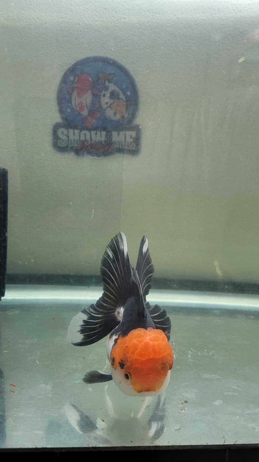 Panda Oranda 4.5"