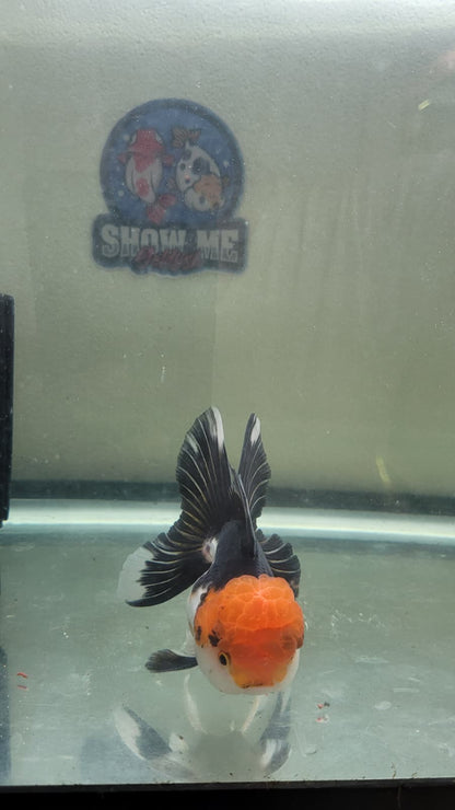 Panda Oranda 4.5"