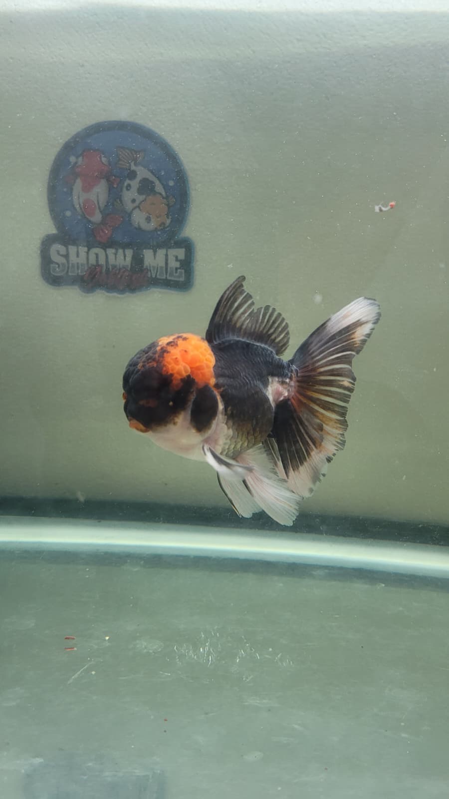 Panda Oranda 4.5"