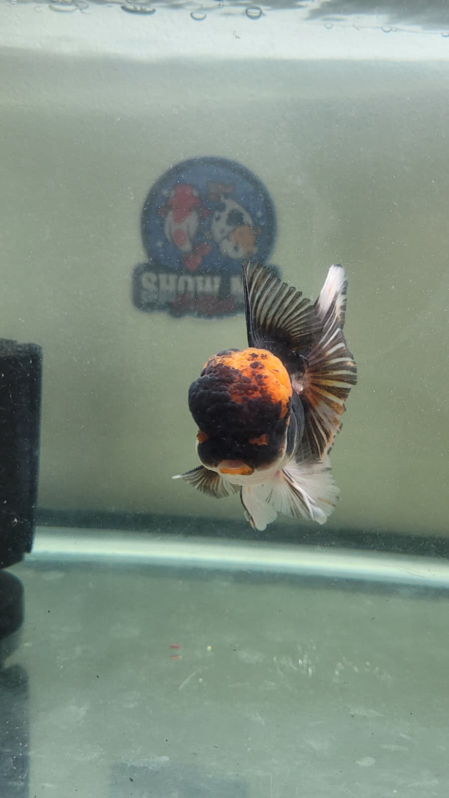 Panda Oranda 4.5"