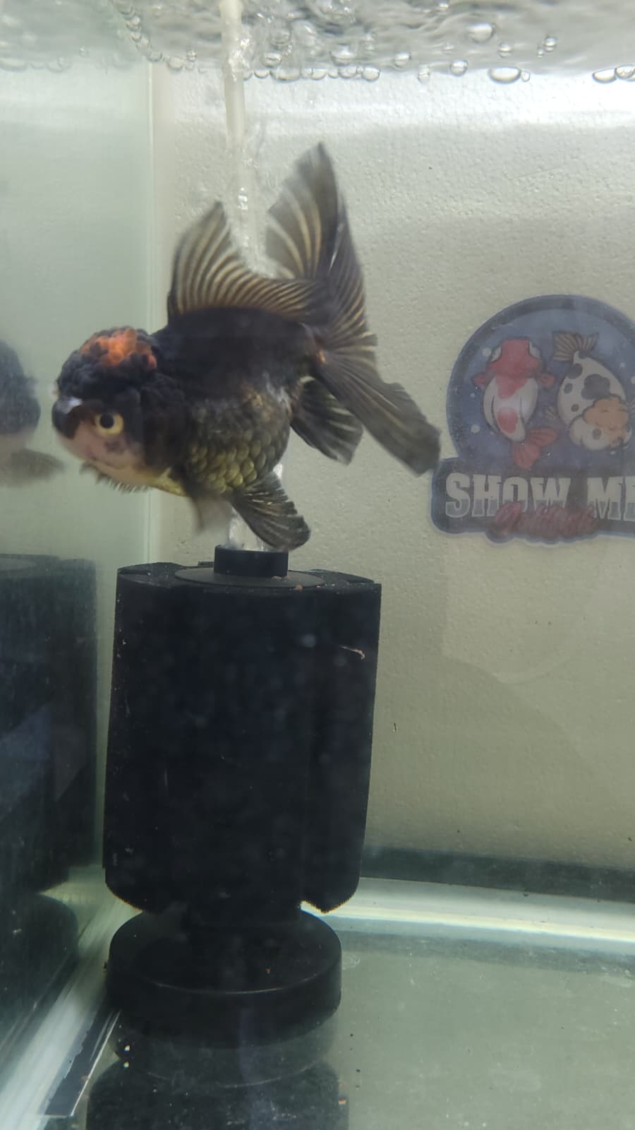 Black Oranda 4