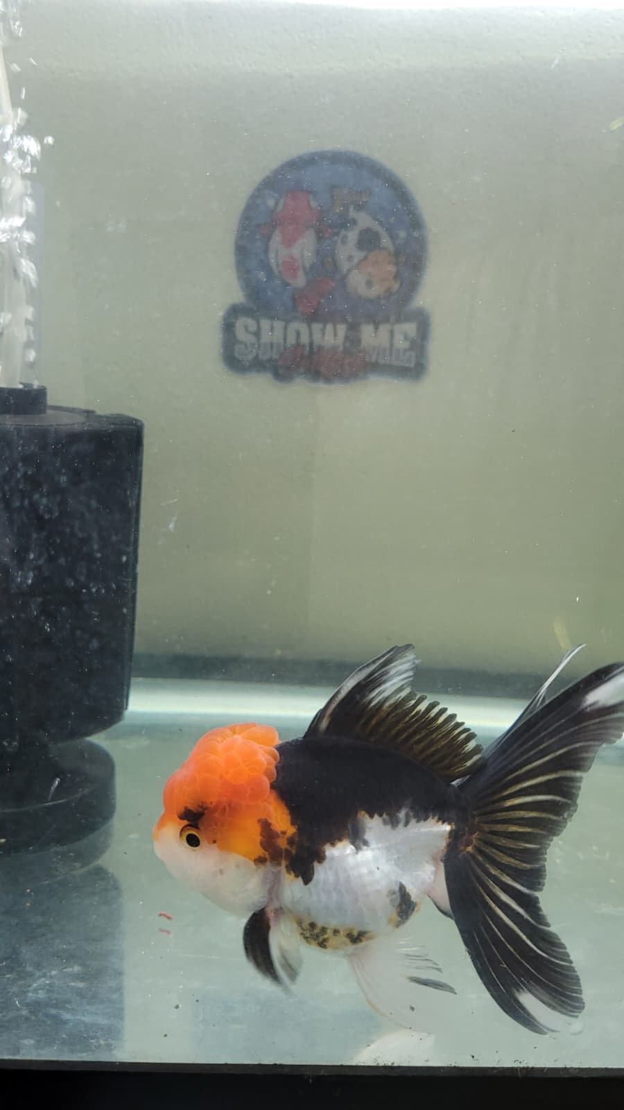 Panda Oranda 4.5"