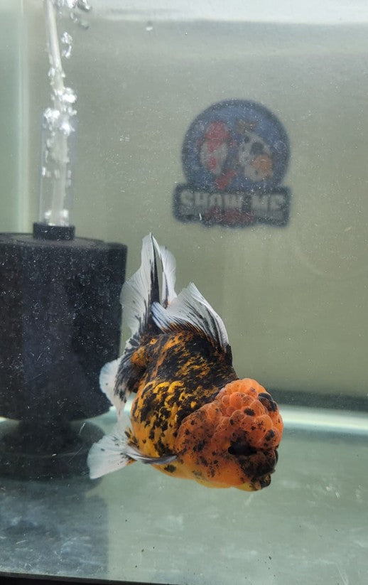 Calico kirin 4.5