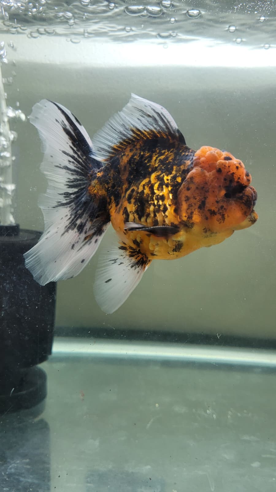 Calico kirin 4.5