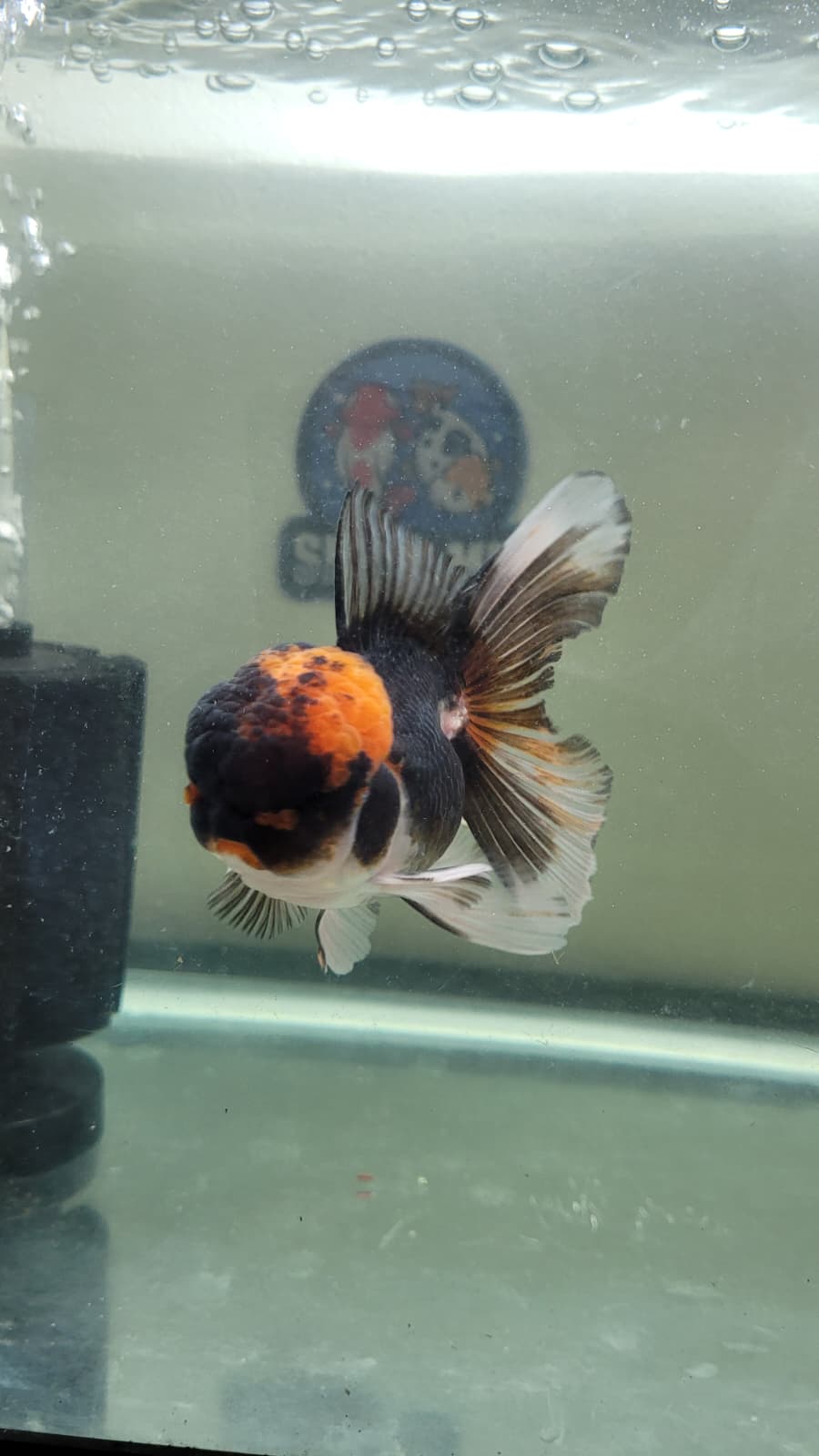 Panda Oranda 4.5"