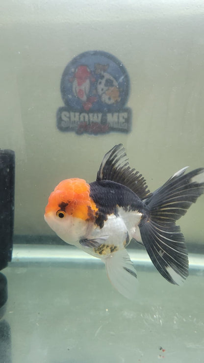 Panda Oranda 4.5"