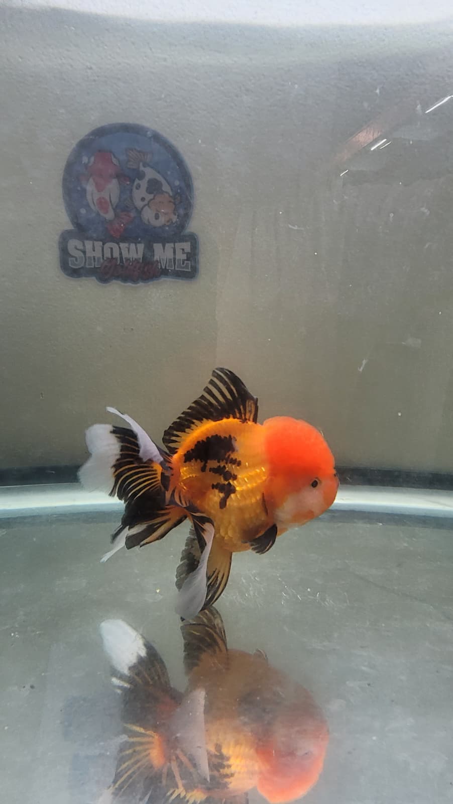 Apache 4.5