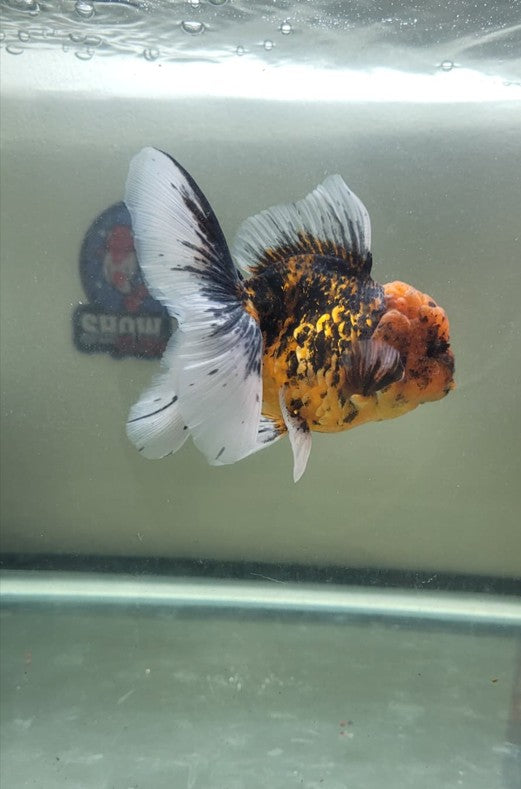 Calico kirin 4.5