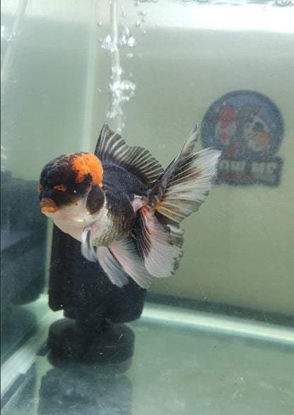 Panda Oranda 4.5"