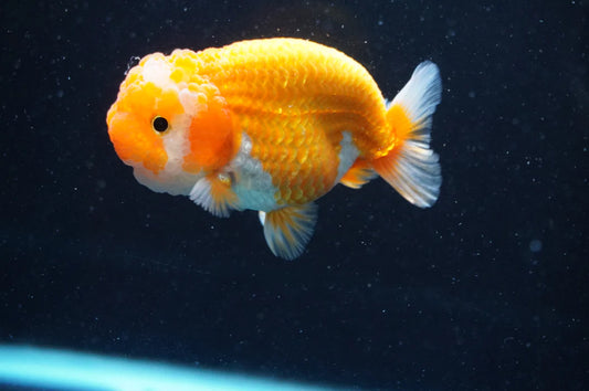 Juvenile Ranchu Red White 2