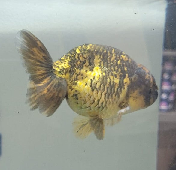 Tiger Lionchu 3"
