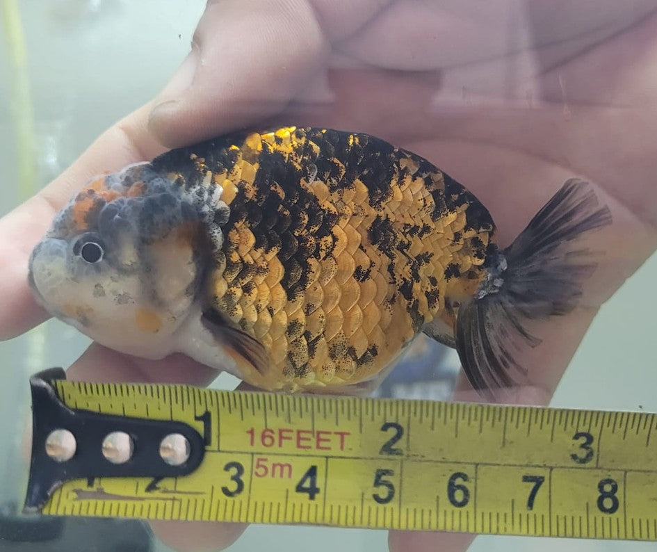 Tiger Lionchu 3"