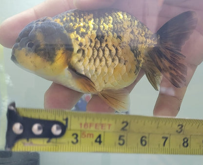 Tiger Lionchu 3"