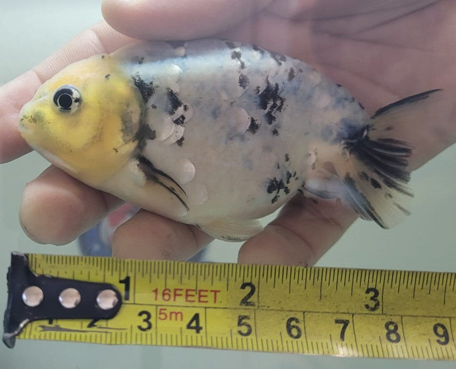 Tri color Lionchu 3.25"