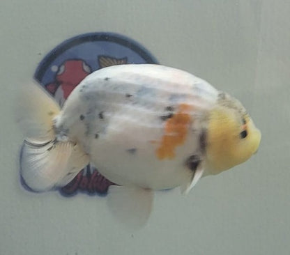 Tri color Lionchu 3.25"