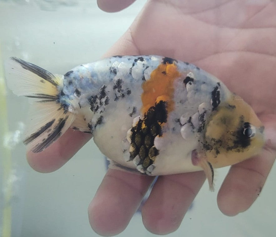 Tri color Lionchu 3.25"