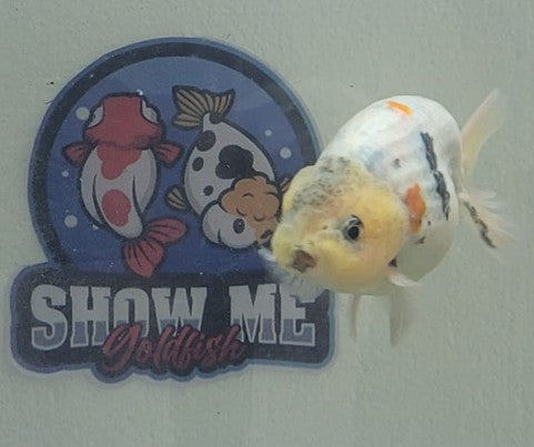 Tri color Lionchu 3.25"