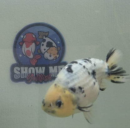 Tri color Lionchu 3.25"