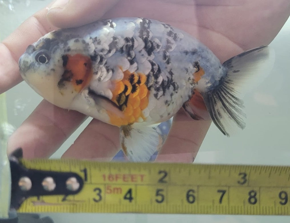 Tri color Lionchu 3.25"