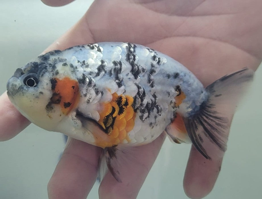 Tri color Lionchu 3.25"