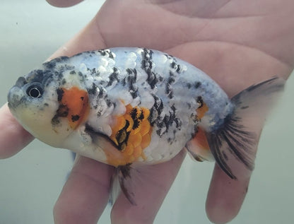 Tri color Lionchu 3.25"