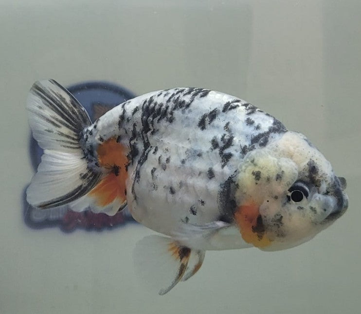 Tri color Lionchu 3.25"