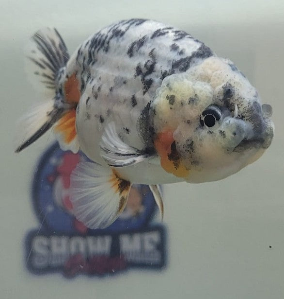 Tri color Lionchu 3.25"